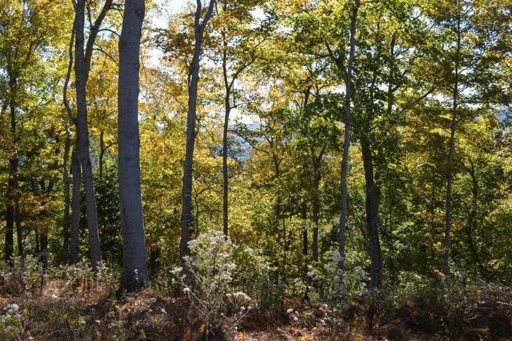 A photo of a wooded area overlooking the Woodsdale area of Wheeling.