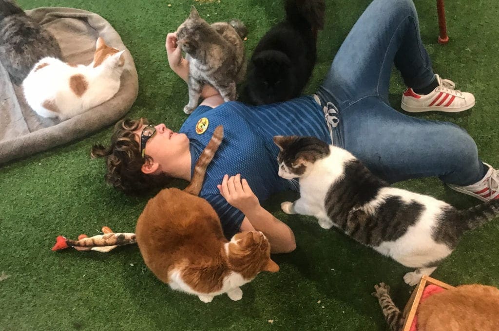 A volunteer at a cat shelter show love to many cats.