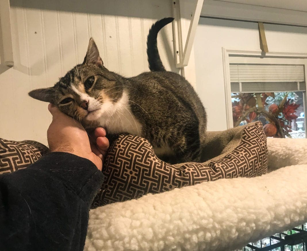 A volunteer at the cat shelter petting a kitten.