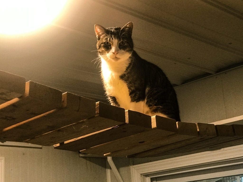 A abandoned kitten at a cat shelter.