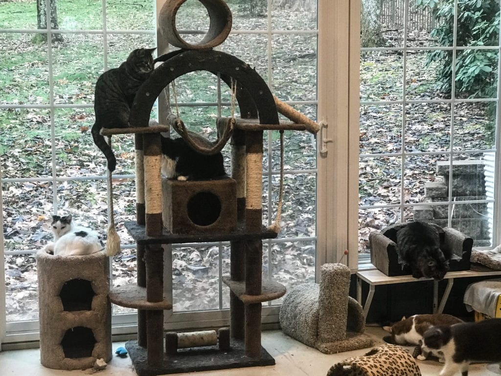 A cat tower at a cat shelter.