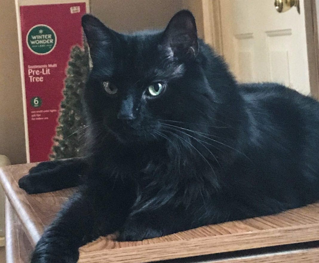 A black cat on a counter.