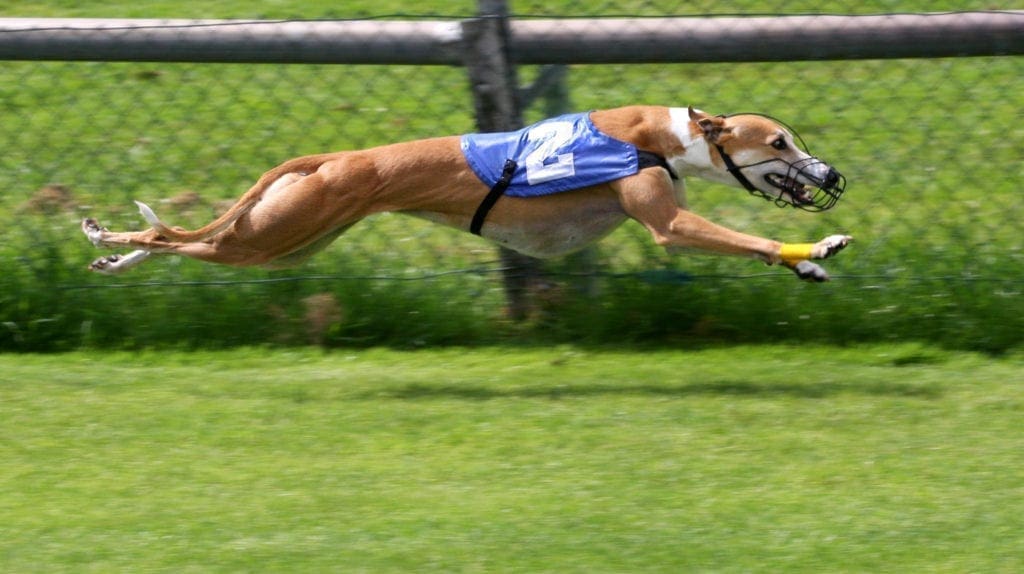 A photo of a running greyhound.