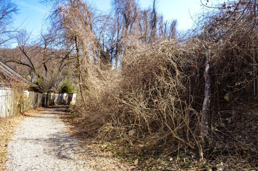 Dead weeds along a trail.