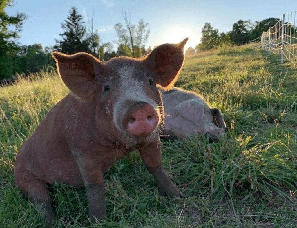 A phot of a pig in the sun.