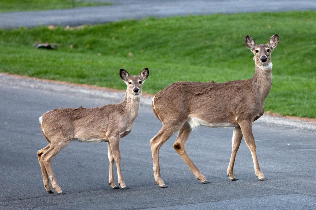 Two deer on a street.