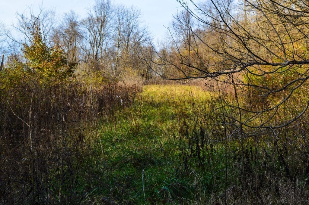 A field that's overgrown.