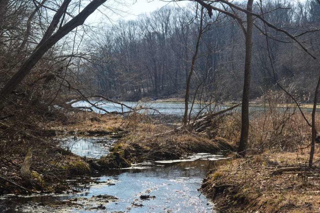 A stream flowing into a lake.