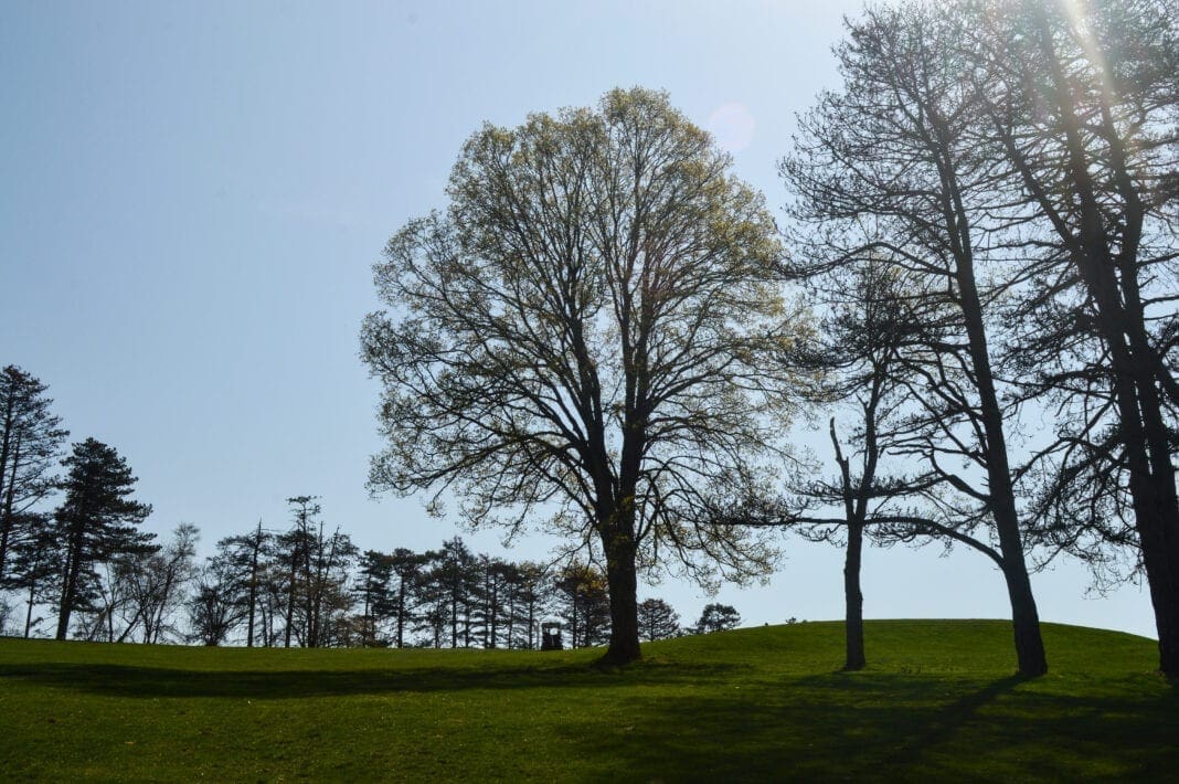 A photo of a tall tree.