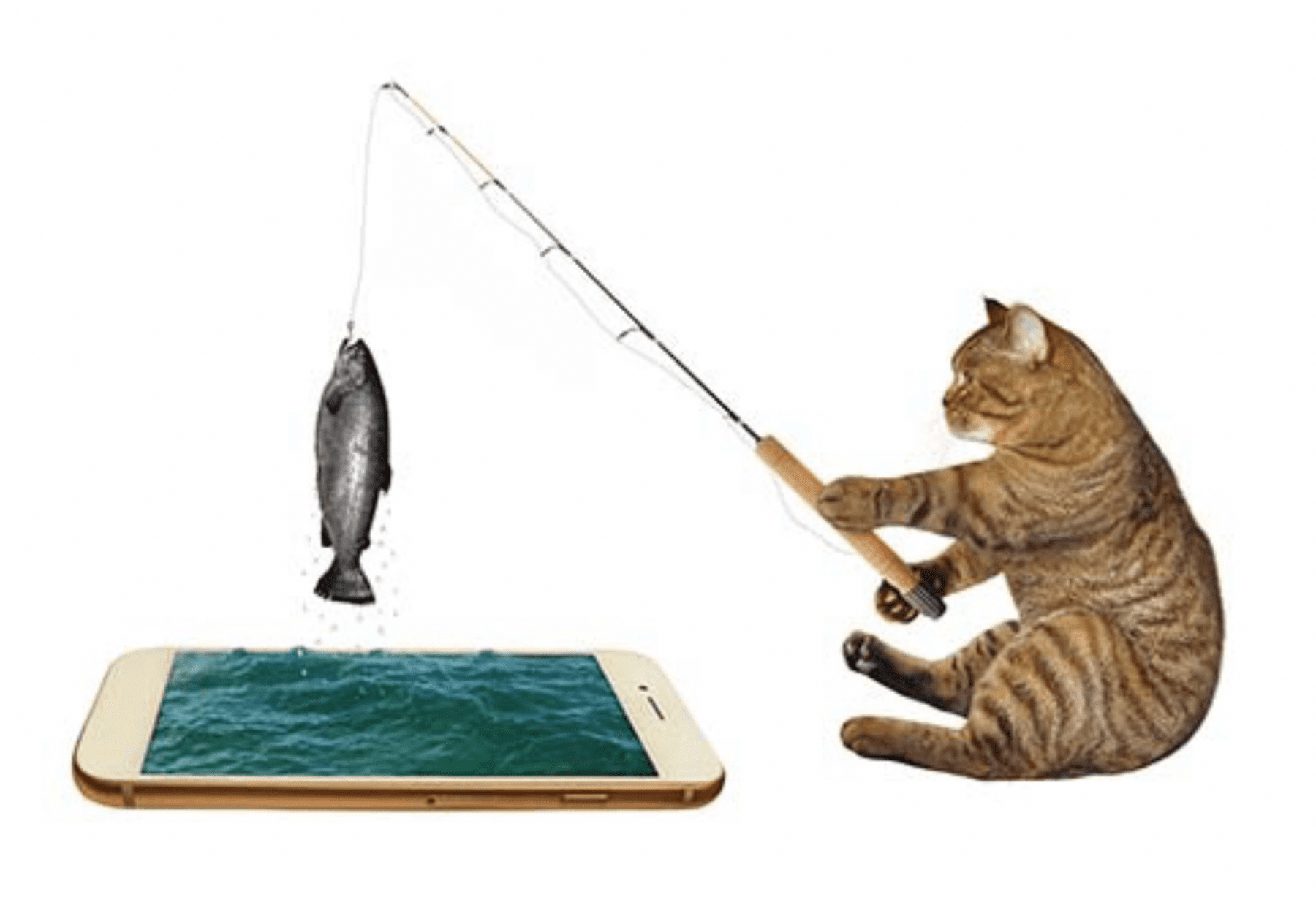 Catfishing Big Business and Not Romance Lede News