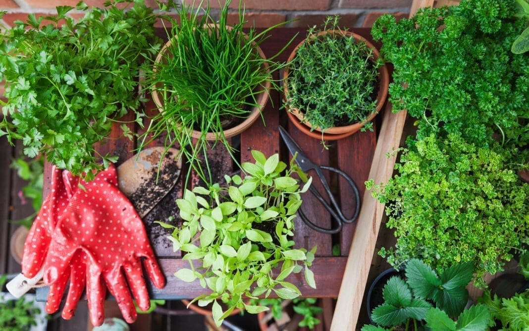 An overhead photo of a garden.