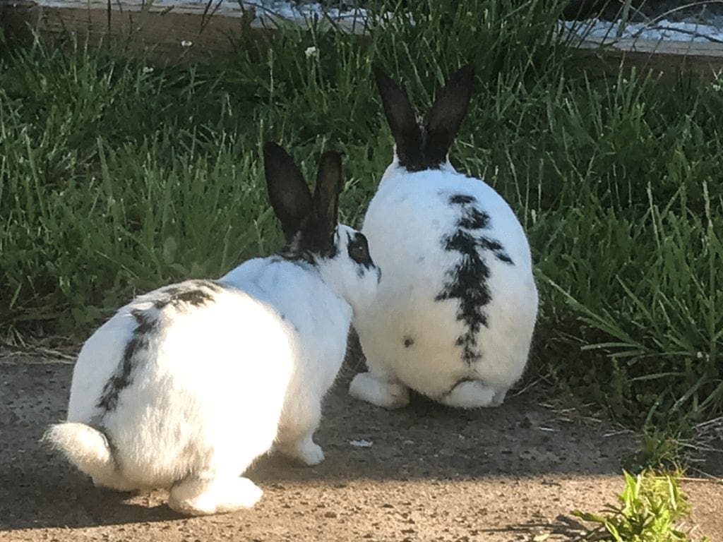 Two rabbits walking away.