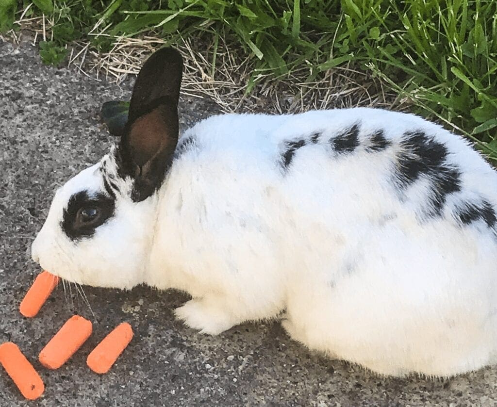 South Wheeling rabbit eating carrots.