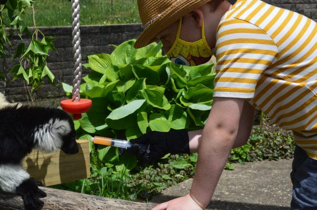 A child feeding a lemur.