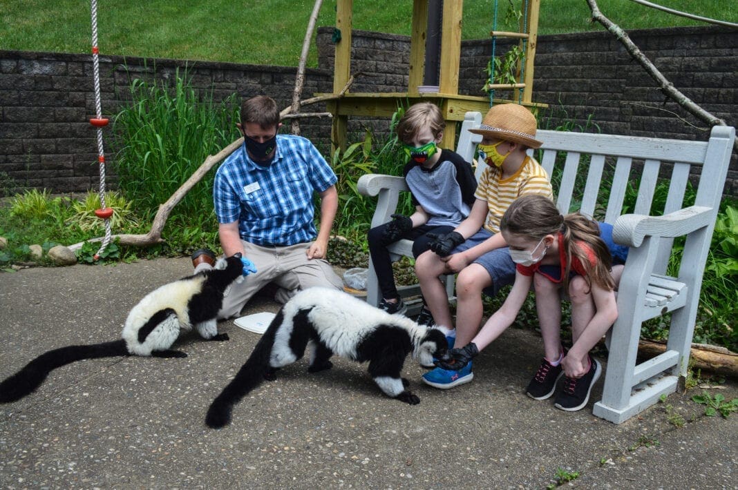 A group children meeting a lemur.