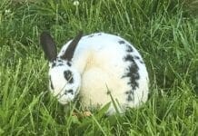 A white, black-spotted rabbit in South Wheeling.