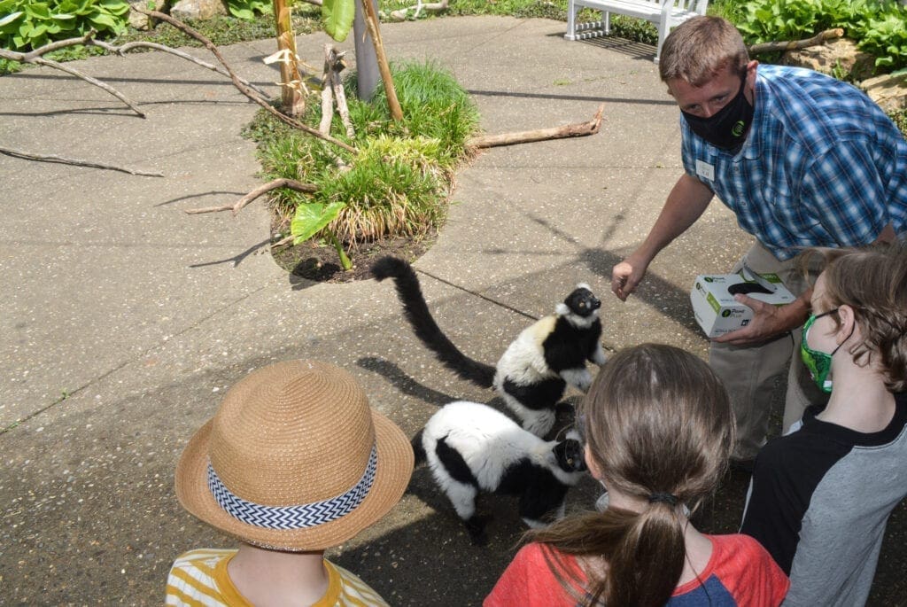 Children meeting a lemur for the first time.