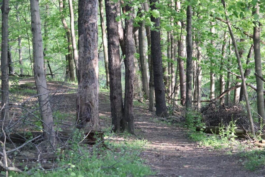 Walking path