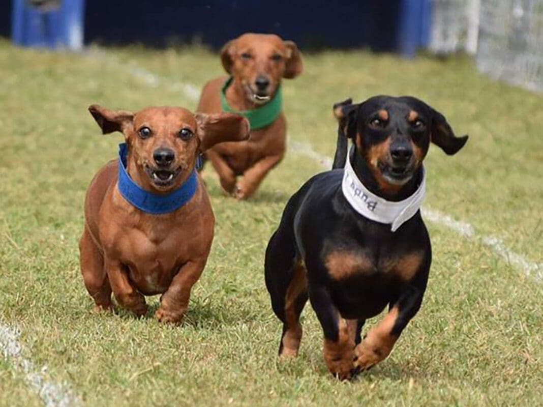 Wiener Dogs Racing