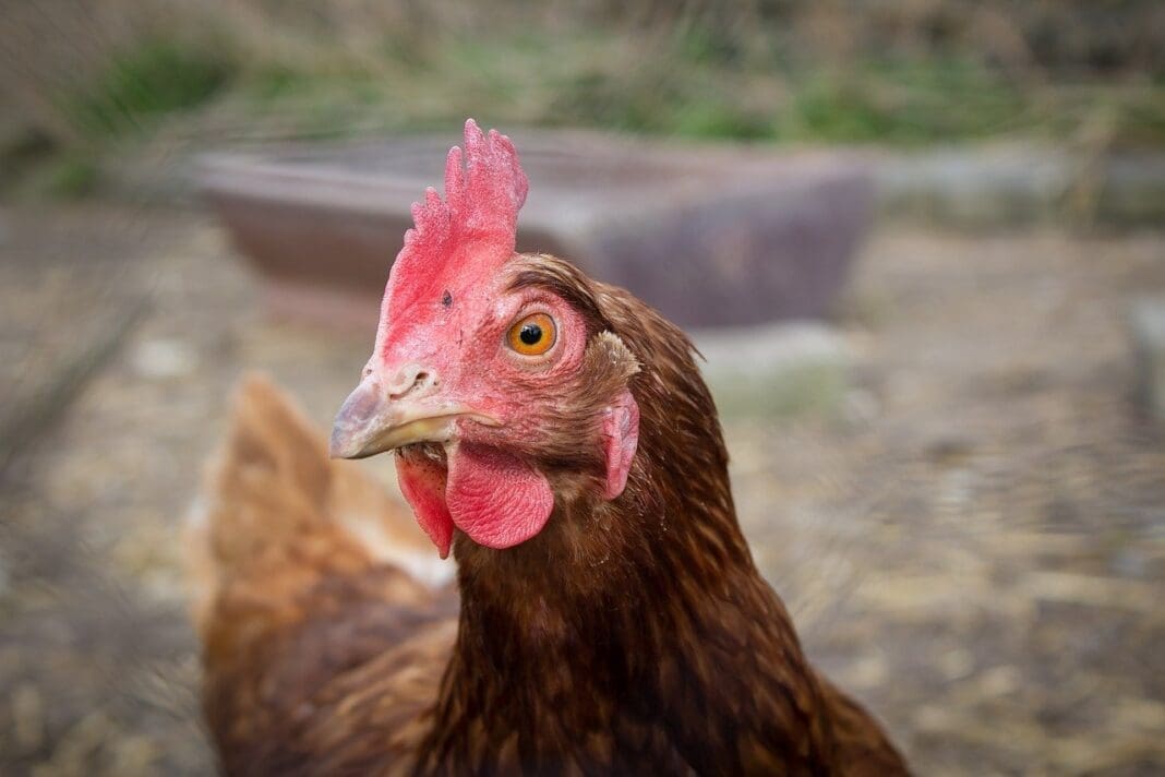 A photo of a rooster.