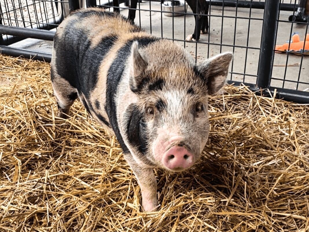 A pig in a kennel.