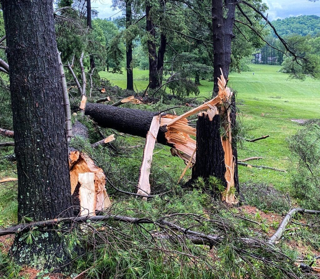 A fractured tree.