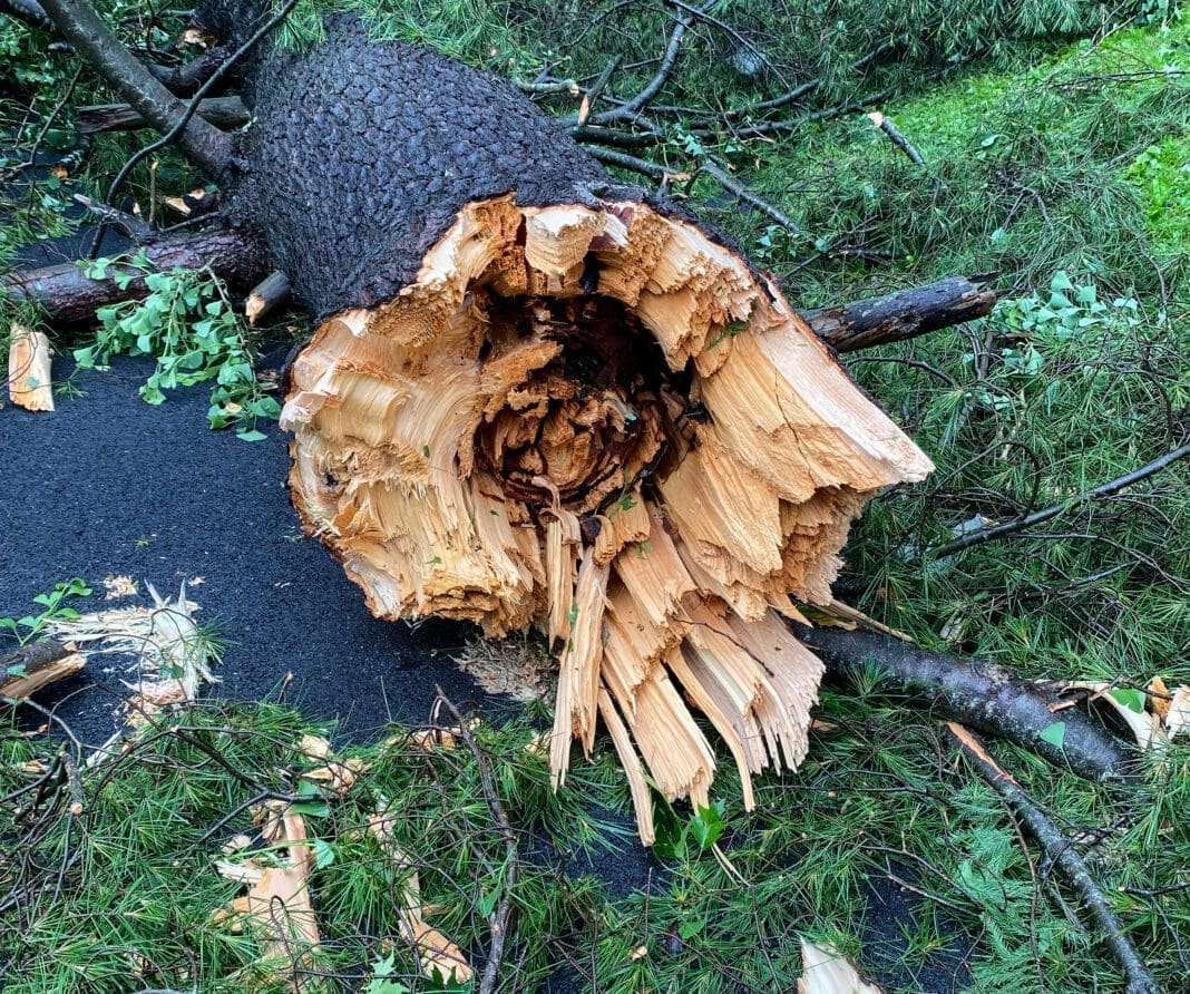 A photo of a fractured tree.