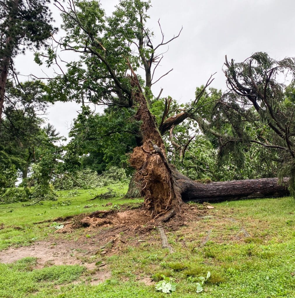 An uprooted tree.