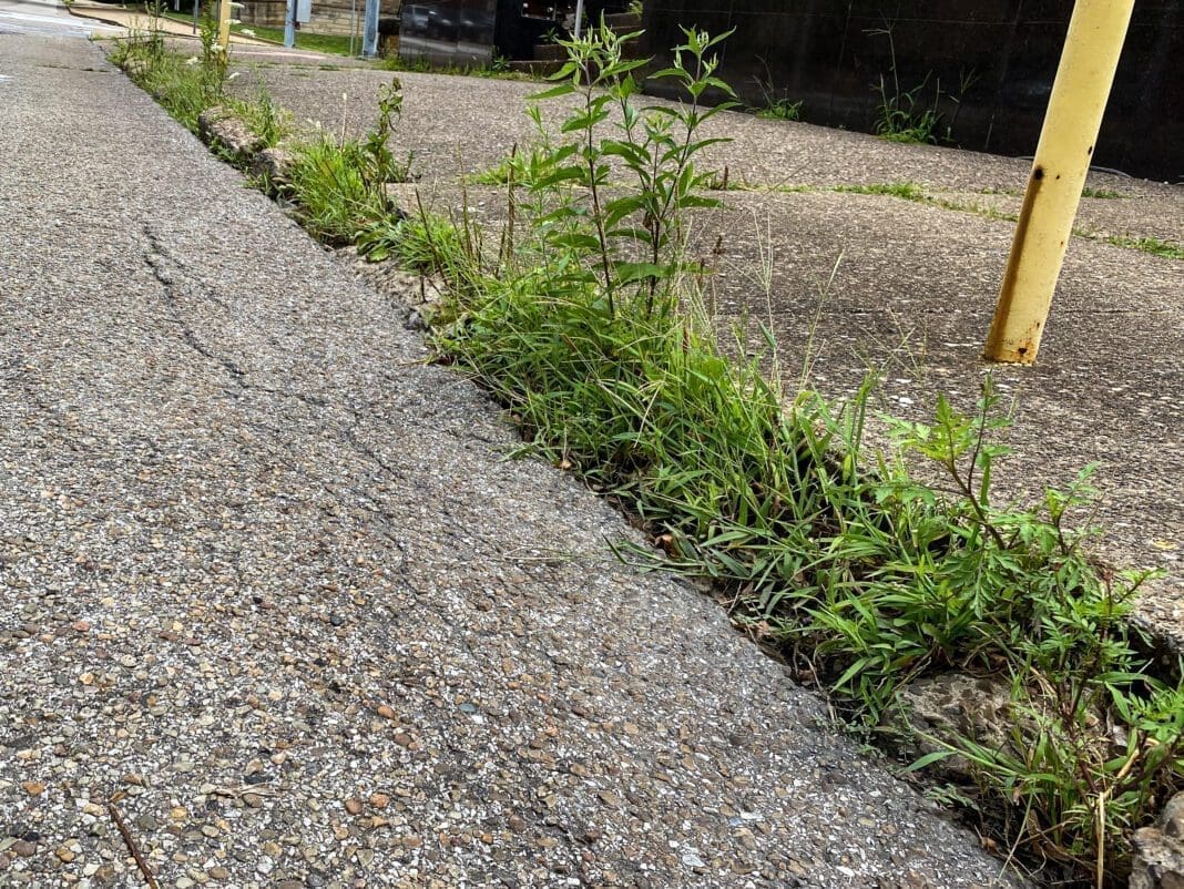 A grassy curb.