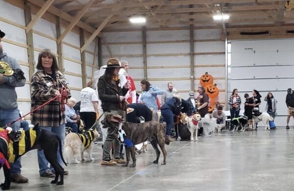 Dog contest