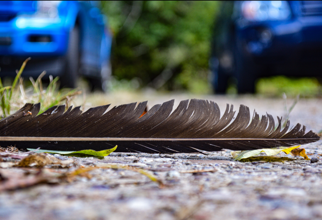 A feather in the middle of a road.