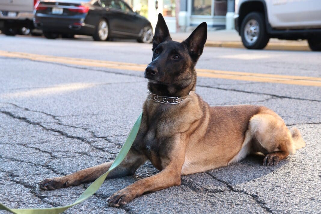 A German Shepherd.