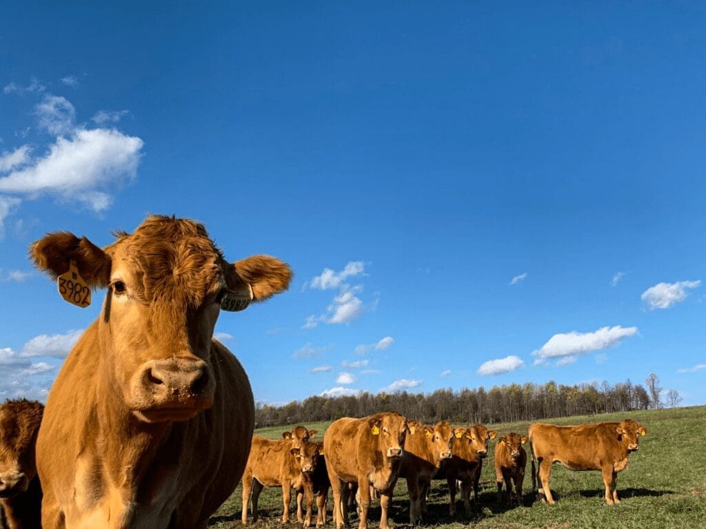 A number of cows in a field.