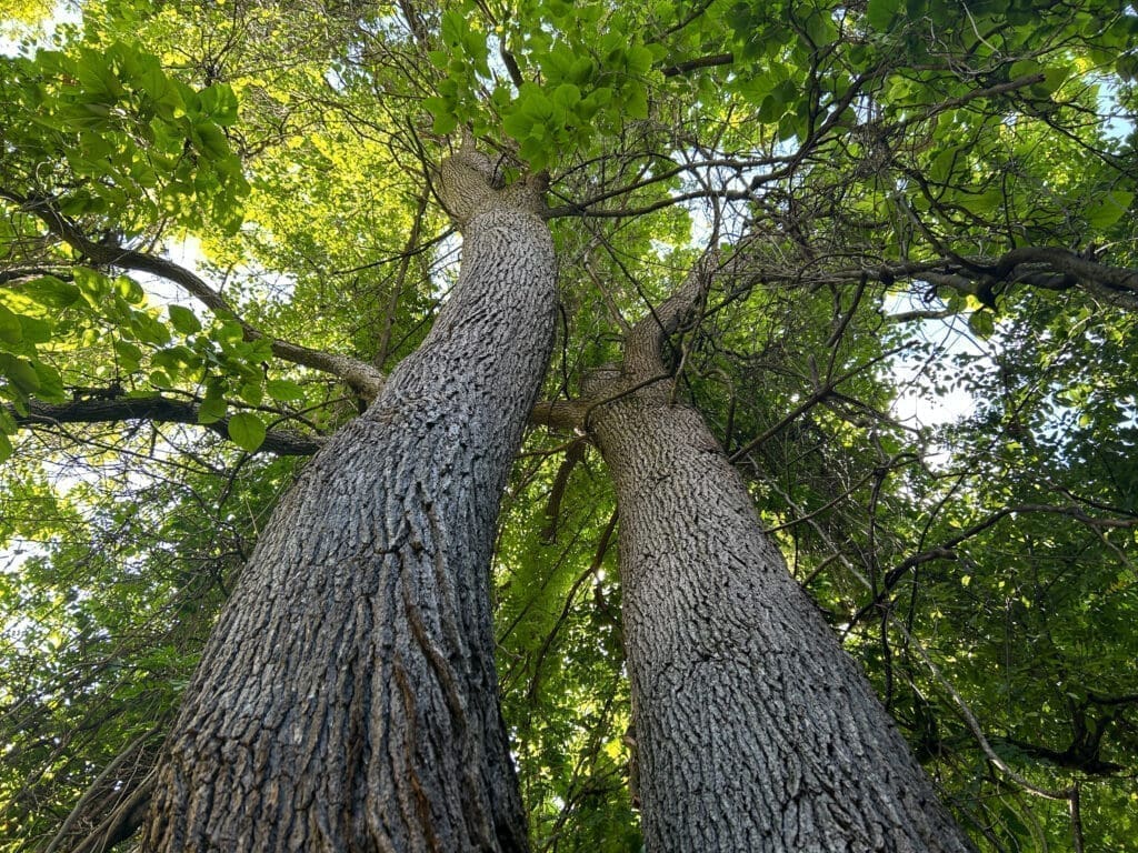 A tall trees.