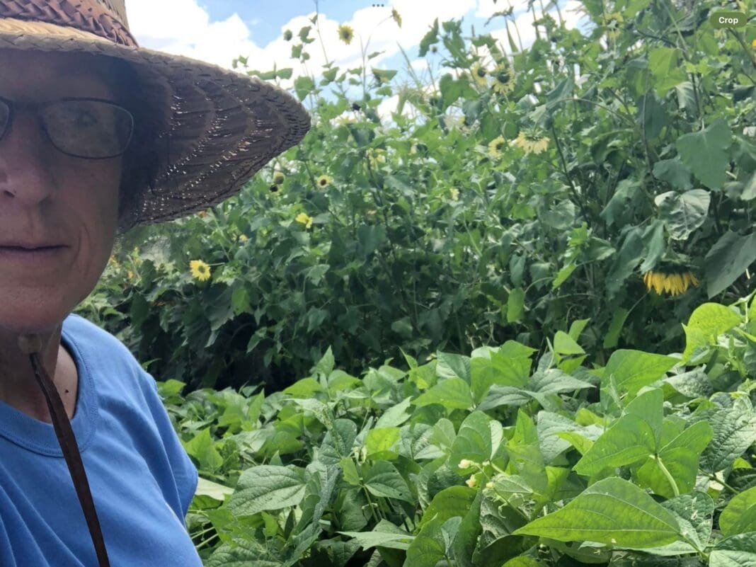 A lady picking beans.