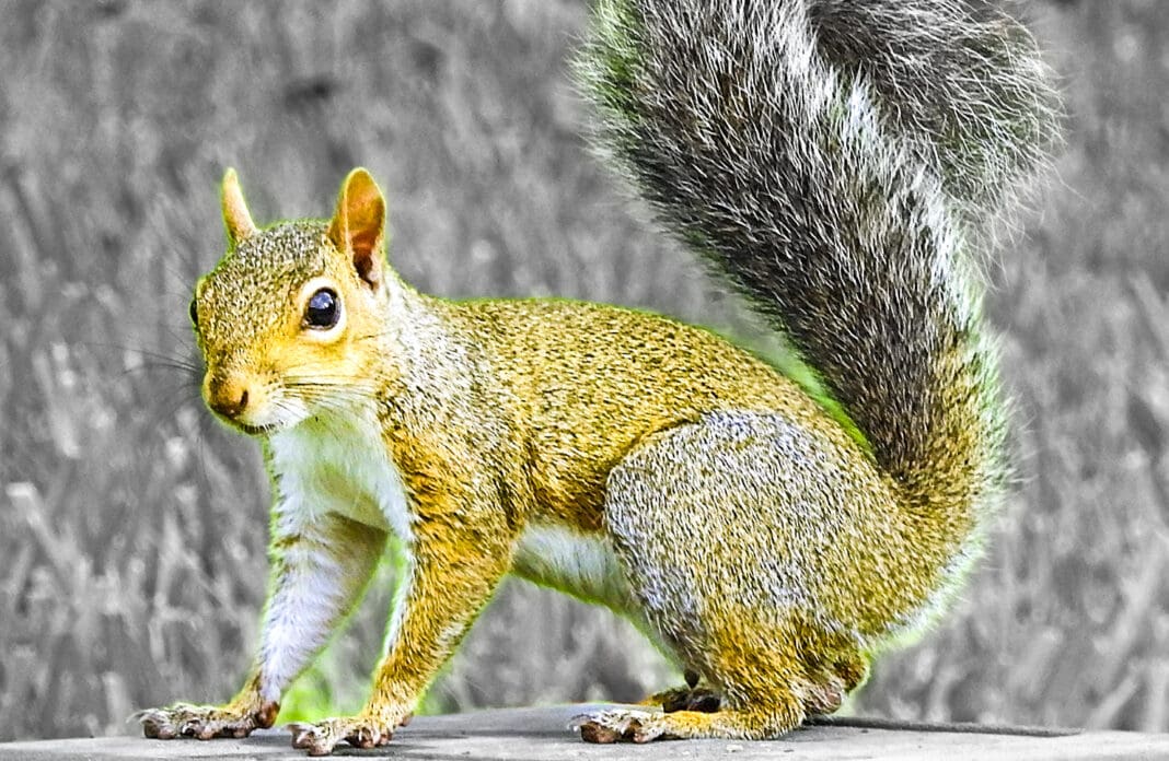 A squirrel.