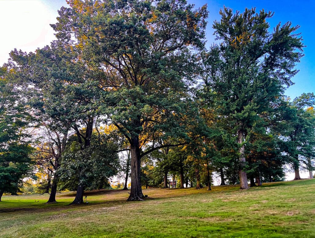 A row of trees.