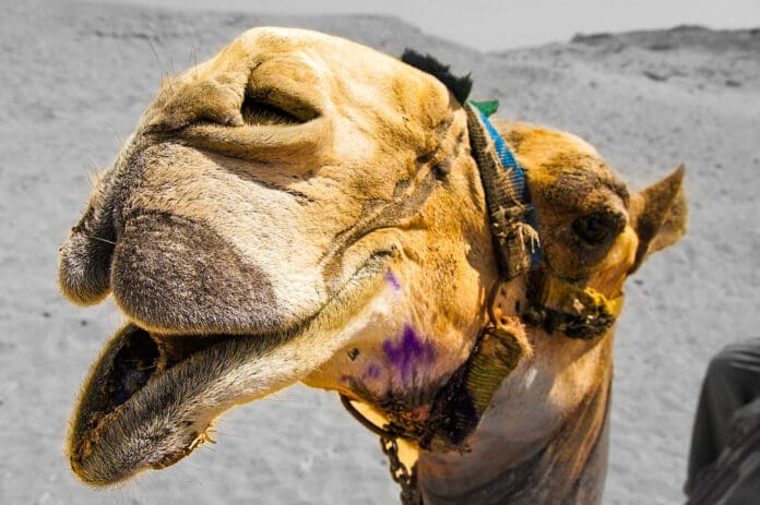 A camel.
