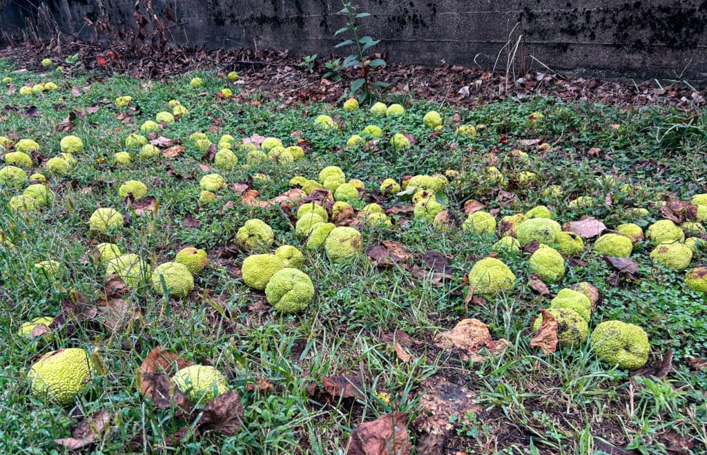 They are known as "monkey balls."