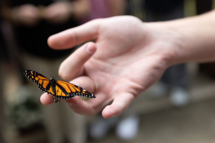 Butterfly.