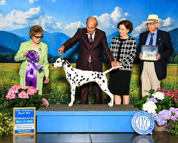 A dog show.