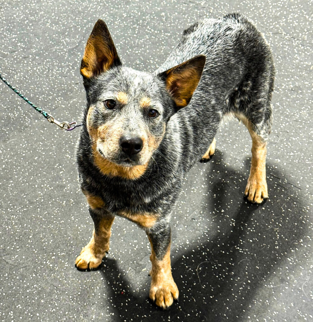 A dog.
